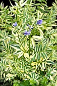 POLEMONIUM CAERULEUM BRISE DANJOU (BLANJOU)