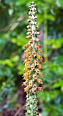 DIGITALIS PARVIFLORA, HARDY BIENNIAL FOXGLOVE