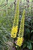 EREMURUS STENOPHYLLUS, FOXTAIL LILY