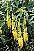 EREMURUS STENOPHYLLUS, FOXTAIL LILY