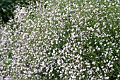 GYPSOPHILA PANICULATA FLAMINGO