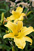 HEMEROCALLIS HYPERION