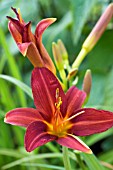 HEMEROCALLIS SAMMY RUSSELL,