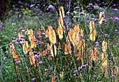 KNIPHOFIA TOFFEE NOSED & VERBENA BONARIENSIS