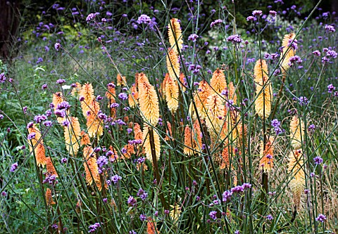 KNIPHOFIA_TOFFEE_NOSED__VERBENA_BONARIENSIS