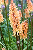 KNIPHOFIA TOFFEE NOSED
