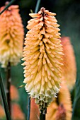 KNIPHOFIA TOFFEE NOSED,