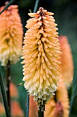 KNIPHOFIA TOFFEE NOSED,