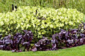 NICOTIANA LIME GREEN & BETA BULLS BLOOD, TOBACCO & BEETROOT, SUMMER BEDDING