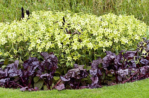 NICOTIANA_LIME_GREEN__BETA_BULLS_BLOOD_TOBACCO__BEETROOT_SUMMER_BEDDING