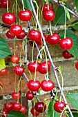 PRUNUS CERASUS MORELLO, MORELLO CHERRY