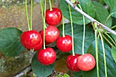 PRUNUS CERASUS MORELLO, MORELLO CHERRY, FRUIT