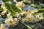 TILIA PLATYPHYLLOS, LIME, COMMON TREE