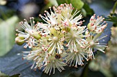 TILIA PLATYPHYLLOS, LIME, COMMON TREE