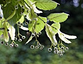 TILIA PLATYPHYLLOS, LIME, COMMON TREE, FRUITS