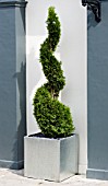 TOPIARY CONIFER IN SQUARE METAL PLANTER