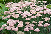 ACHILLEA APRICOT BEAUTY