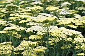 ACHILLEA CREDO