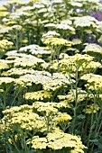 ACHILLEA CREDO