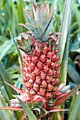 ANANAS COMMUNIS QUEEN, YOUNG FRUIT OF QUEEN PINEAPPLE