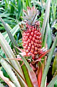 ANANAS COMMUNIS QUEEN, YOUNG FRUIT OF QUEEN PINEAPPLE