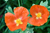 GLAUCIUM CORNICULATUM AMAPOLA CORNUDA BURNT ORANGE