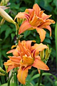 HEMEROCALIS KWANSO, DOUBLE DAYLILY