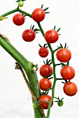 LYCOPERSICON ESCULENTUM VAR PIMPINELIFOLIA, THE ORIGINAL WILD TOMATO