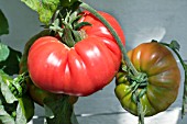 TOMATO RASPBERRY, PINK-FRUITED TOMATO, JULY