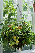 TOMATO TUMBLER IN HANGING BASKET