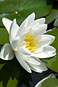 NYMPHAEA CANDIDA, HARDY-WATER LILY, JULY