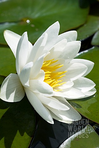 NYMPHAEA_CANDIDA_HARDYWATER_LILY_JULY