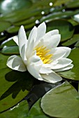 NYMPHAEA CANDIDA, HARDY-WATER LILY, JULY