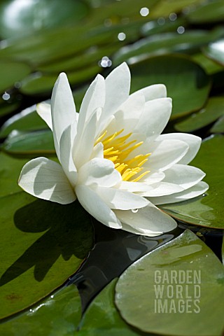 NYMPHAEA_CANDIDA_HARDYWATER_LILY_JULY