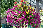 PETUNIA & BIDENS, HANGING BASKET, JULY