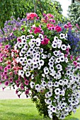 PETUNIA, LOBELIA, GERANIUM & NEMESIA, HANGING BASKET, JULY