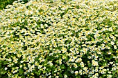 TANACETUM PARTHENIUM, FEVERFEW, COMMON HERB, JULY