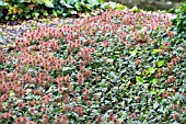 ACAENA MICROPHYLLA, PERENNIAL GROUND COVER, JULY