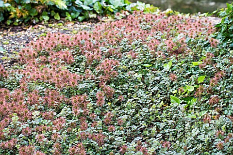 ACAENA_MICROPHYLLA_PERENNIAL_GROUND_COVER_JULY