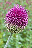 ALLIUM SPHAEROCEPHALON, PERENNAIL BULB, ORNAMENTAL ONION, JULY