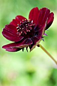 COSMOS ATROSANGUINEUS, CHOCOLATE PLANT, HARDY PERENNIAL, JULY