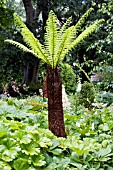 DICKSONIA ANTARCTICA, TREE FERN, GROWING IN STREAM BANK IN SUSSEX, JULY