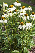 ECHINACEA WHITE LUSTRE, HARDY PERENNIAL, JULY