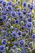 ERYNGIUM PLANUM, SEA HOLLY, HARDY PERENNIAL, JULY