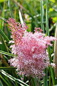 FILIPENDULA PALMATA RUBRA,  MEADOWSWEET, HARDY PERENNIAL, JULY