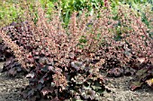 HEUCHERA PALACE PURPLE, HARDY PERENNIAL, FLOWERING, JULY