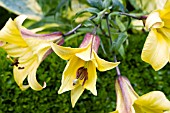 LILIUM GOLDEN SPLENDOUR, HARDY BULB, JULY