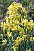 LINUM VULGARIS, COMMON TOADFLAX, NATIVE PERENNIAL, JULY