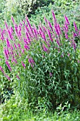 LYTHRUM SALICARIA, PURPLE LOOSESTRIFE, NATIVE WATERSIDE PERENNIAL, JULY