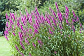 LYTHRUM SALICARIA, PURPLE LOOSESTRIFE, NATIVE WATERSIDE PERENNIAL, JULY